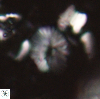 Calcidiscus sp 21029