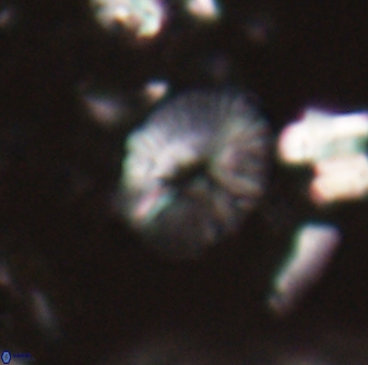 Calcidiscus sp 21030