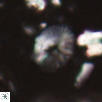 Calcidiscus sp 21030