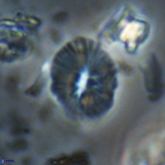 Calcidiscus sp 21034