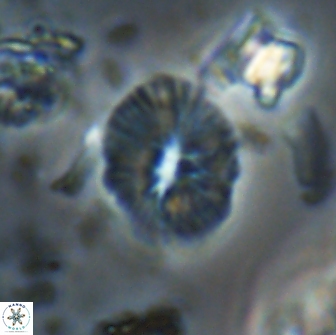 Calcidiscus sp 21034