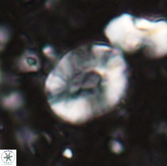 Calcidiscus sp 27945