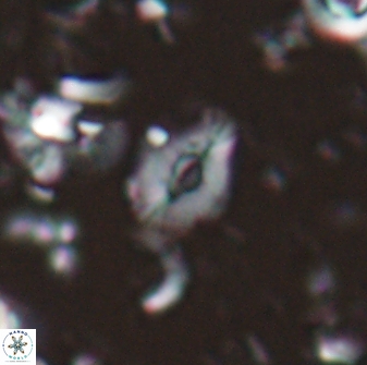 Calcidiscus sp 28974