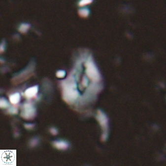 Calcidiscus sp 28976