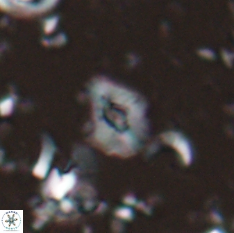 Calcidiscus sp 28979