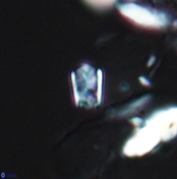 Calcivascularis cassedyi 11179