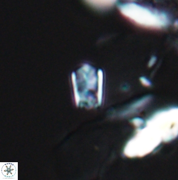 Calcivascularis cassedyi 11179