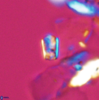 Calcivascularis cassedyi 11180