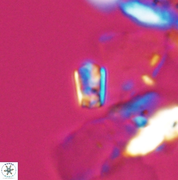 Calcivascularis cassedyi 11180