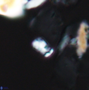 Calcivascularis cassedyi 11181