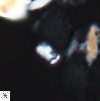 Calcivascularis cassedyi 11181