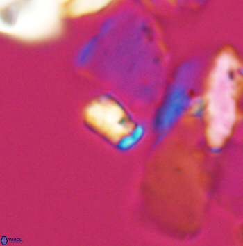 Calcivascularis cassedyi 11182