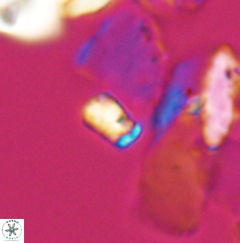 Calcivascularis cassedyi 11182