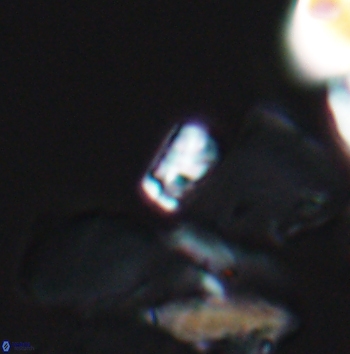 Calcivascularis cassedyi 11183