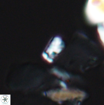 Calcivascularis cassedyi 11183