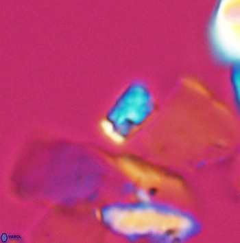 Calcivascularis cassedyi 11185