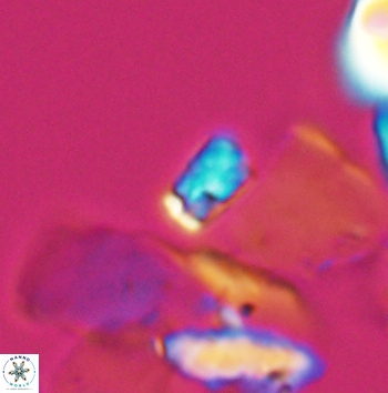 Calcivascularis cassedyi 11185