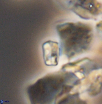 Calcivascularis cassedyi 11187