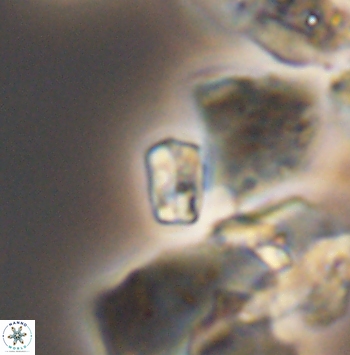 Calcivascularis cassedyi 11187