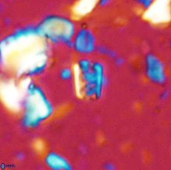 Calcivascularis cassedyi 33101