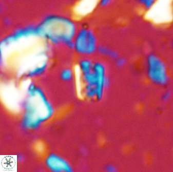 Calcivascularis cassedyi 33101