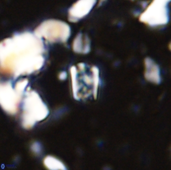 Calcivascularis cassedyi 33102