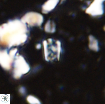 Calcivascularis cassedyi 33102