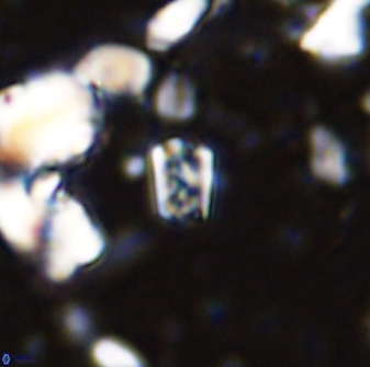 Calcivascularis cassedyi 33103