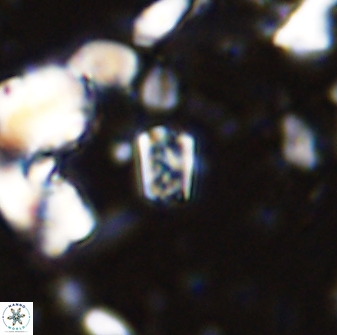 Calcivascularis cassedyi 33103
