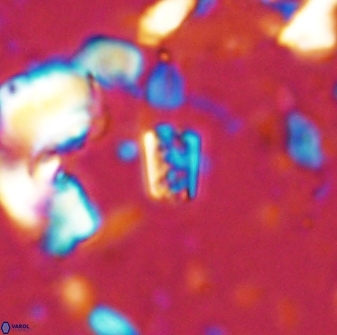 Calcivascularis cassedyi 33104