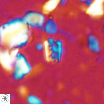 Calcivascularis cassedyi 33104