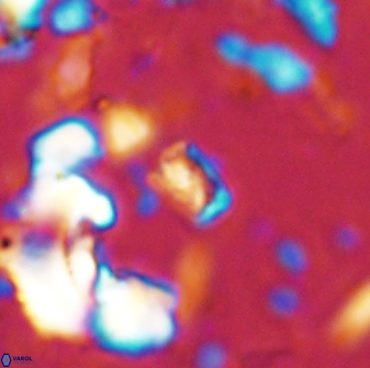 Calcivascularis cassedyi 33105