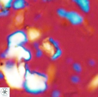 Calcivascularis cassedyi 33105