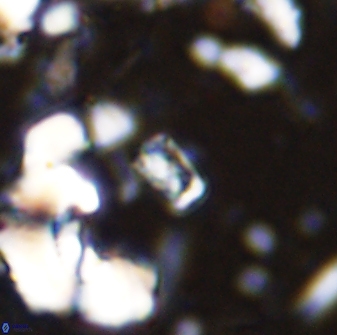 Calcivascularis cassedyi 33106