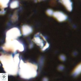 Calcivascularis cassedyi 33106