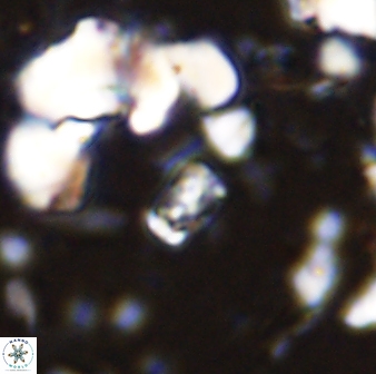 Calcivascularis cassedyi 33108