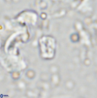 Calcivascularis cassedyi 33109