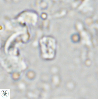 Calcivascularis cassedyi 33109