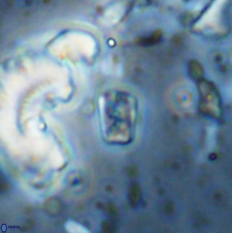 Calcivascularis cassedyi 33110
