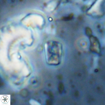 Calcivascularis cassedyi 33110