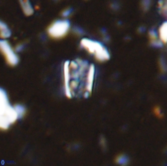 Calcivascularis cassedyi 33119