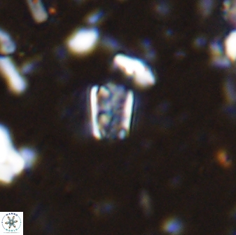 Calcivascularis cassedyi 33119