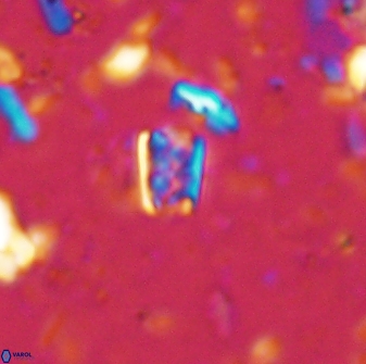 Calcivascularis cassedyi 33120