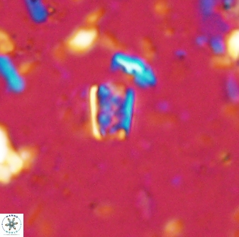 Calcivascularis cassedyi 33120