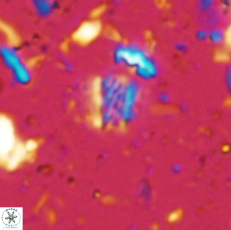 Calcivascularis cassedyi 33121
