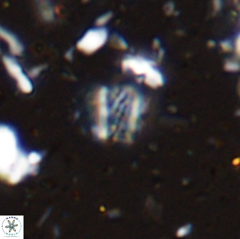 Calcivascularis cassedyi 33122