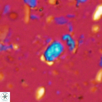 Calcivascularis cassedyi 33123