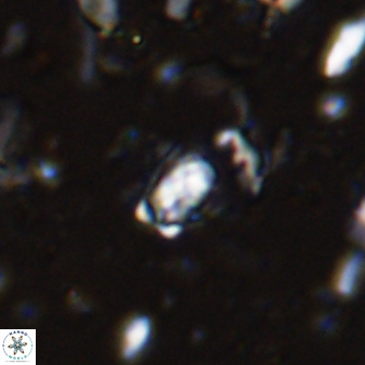 Calcivascularis cassedyi 33124