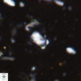 Calcivascularis cassedyi 33125
