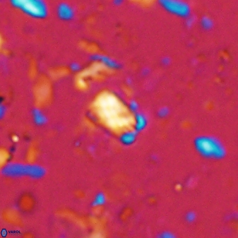 Calcivascularis cassedyi 33126